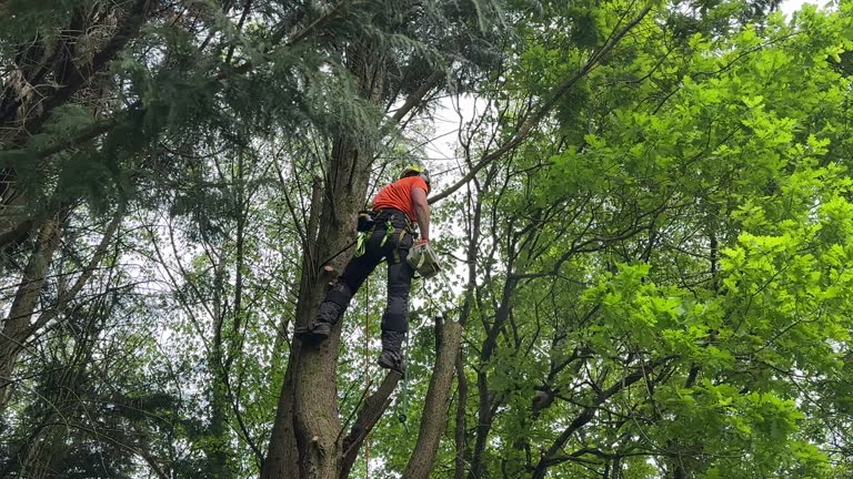 Best Storm Damage Tree Cleanup  in Franklinville, NC